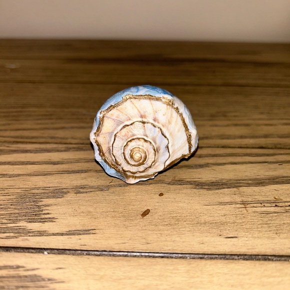 Shell Decor - Picture 2 of 7